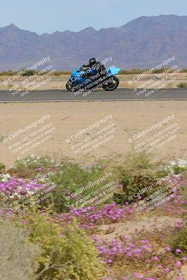 media/Mar-12-2023-SoCal Trackdays (Sun) [[d4c8249724]]/Turn 15 Inside Bloom (130pm)/